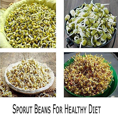Sprout Maker With 4 Container