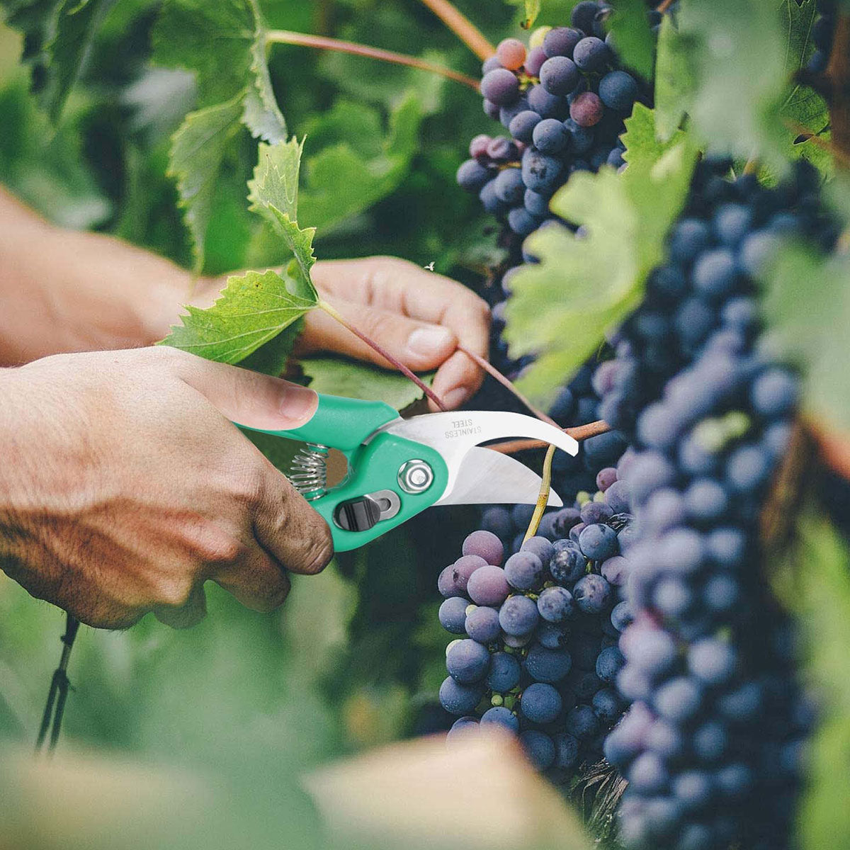 Bypass Pruning Shears