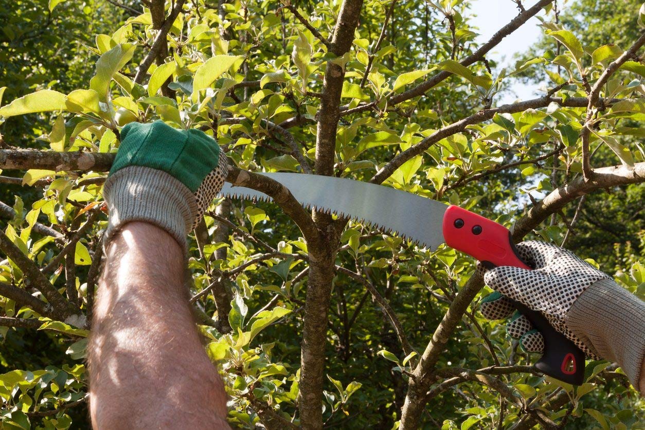 Pruning Saw