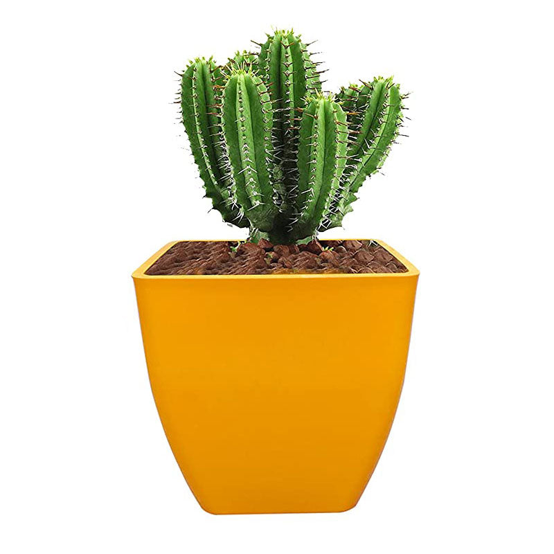 5 inch square plastic pot (Pack of 5)
